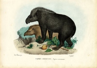 South American Tapir by Raimundo Petraroja